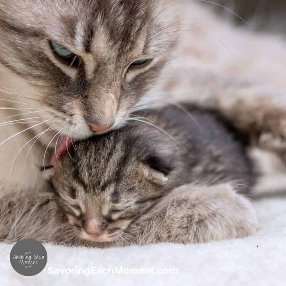 All I need to know I learned from my cat - mother cat licking her kitten