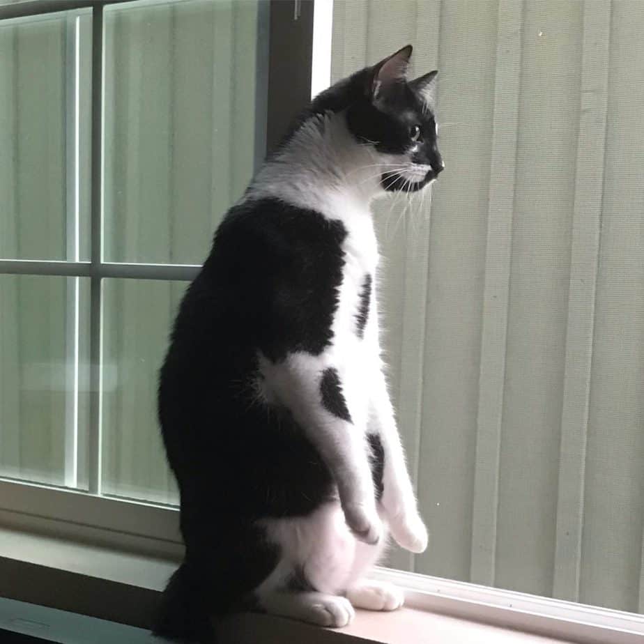 Black and white cat standing on hind legs looking out the window.