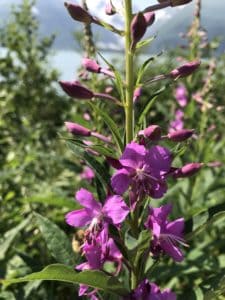 Fireweed