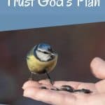 bird on hand with seeds - how to trust God's plan