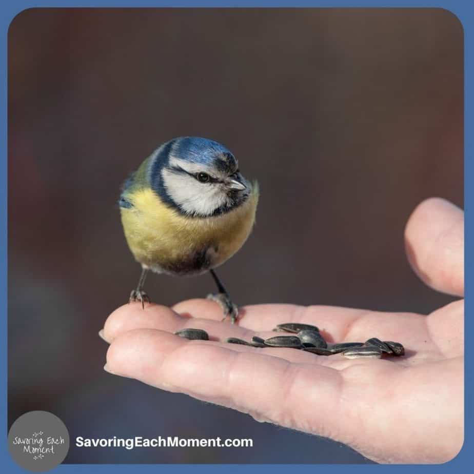 bird on hand with seeds - how to trust God's plan