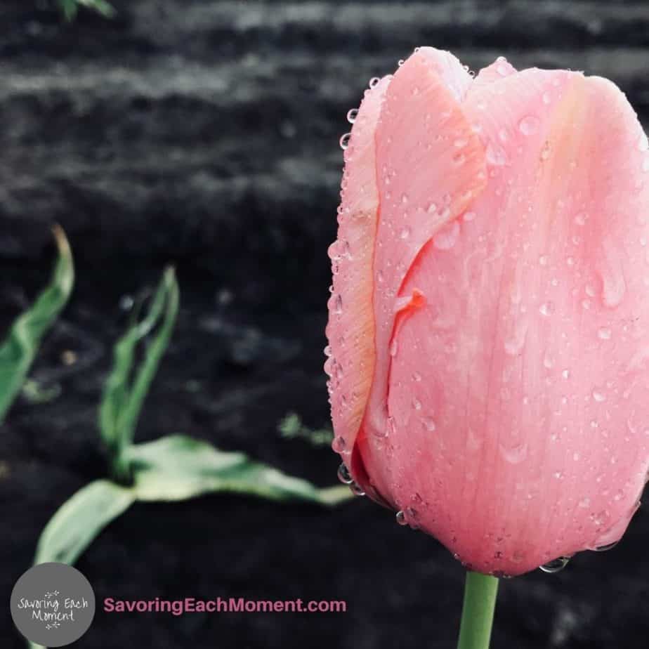 raindrops on tulips - praying for rain and waiting for God