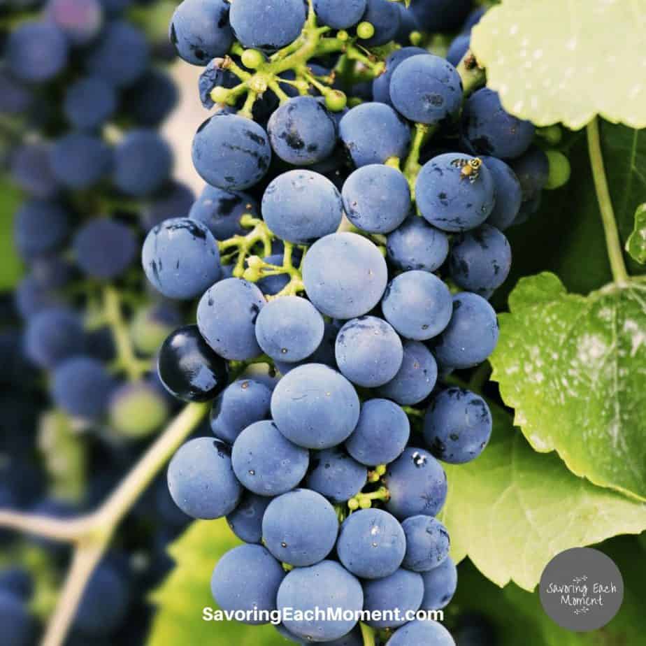 Huge bunch of grapes on the vine Remain in Me - Lessons from the Vine