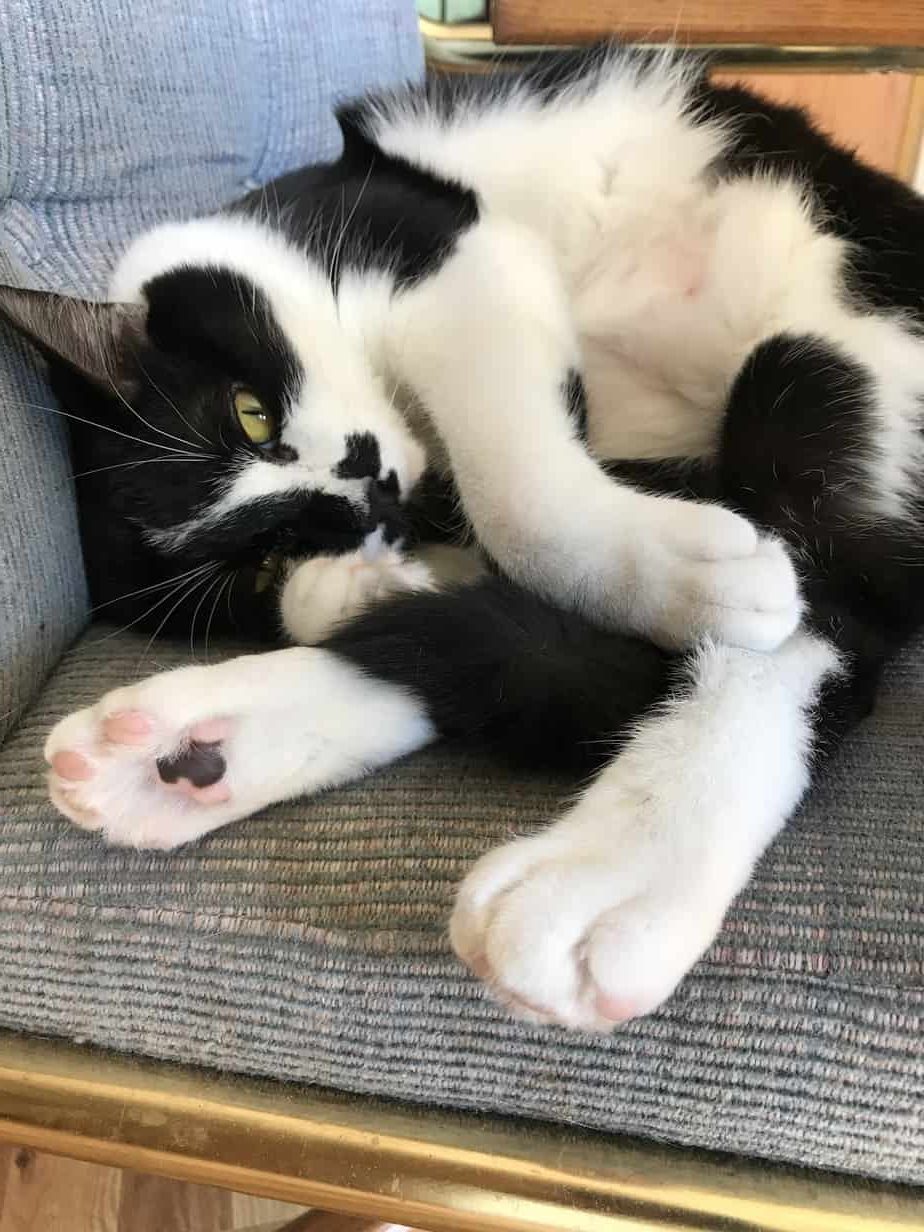 Black and White cat sleeping - lessons from cats