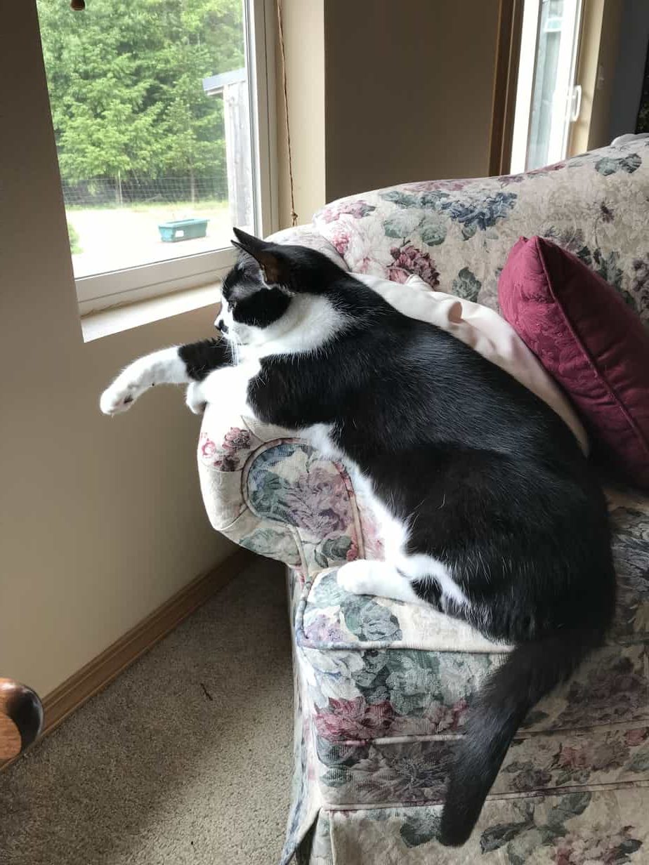 Lessons from cats - enjoy nature - cat looking out the window at the birds